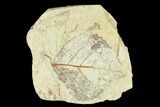 Miocene Fossil Leaf (Populus) - Augsburg, Germany #139471-1